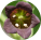 Atropa belladonna by danny